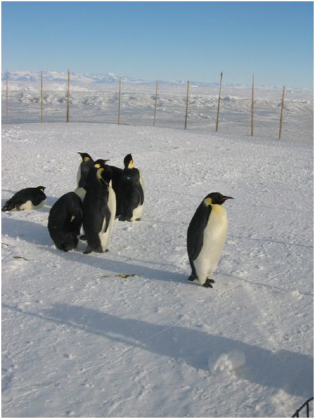 yeah, they're penguins